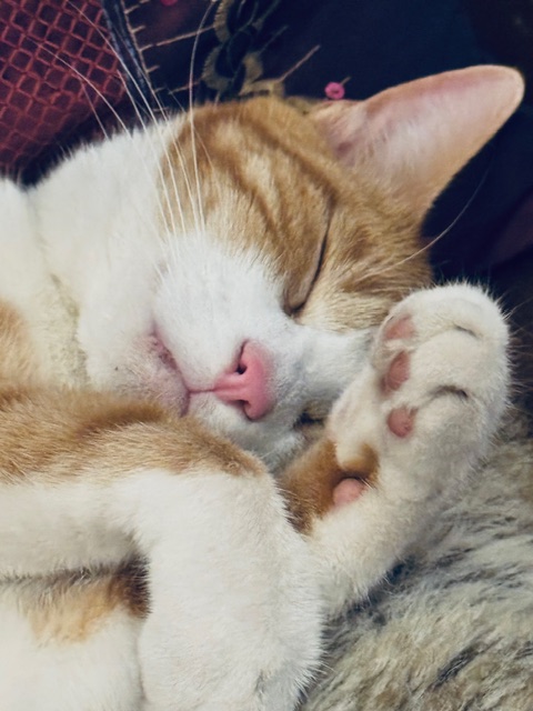A ginger and white cat sleeping peacefully with a paw curled beside its face