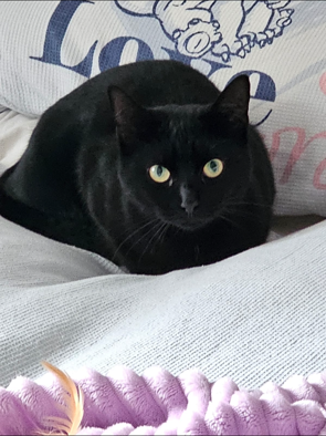 Luna, a black cat with pale green eyes, sitting on a bed