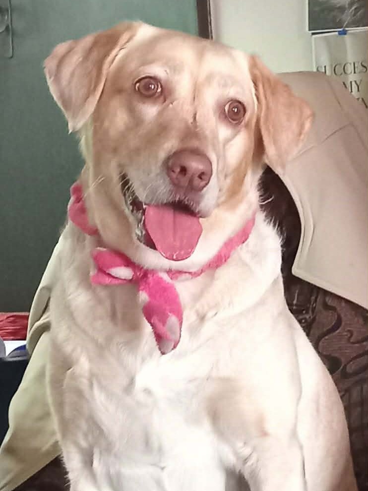 Marvel, a cream Labrador wearing a pink bow, sitting upright and smiling