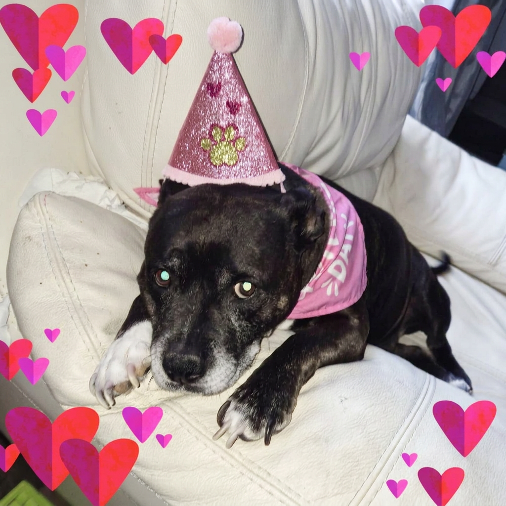 Mia, a black and brindle dog with a white muzzle, wearing a pink party hat and bandana, lying on a white sofa